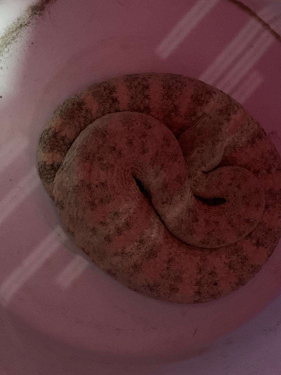 Image of Speckled Rattlesnake