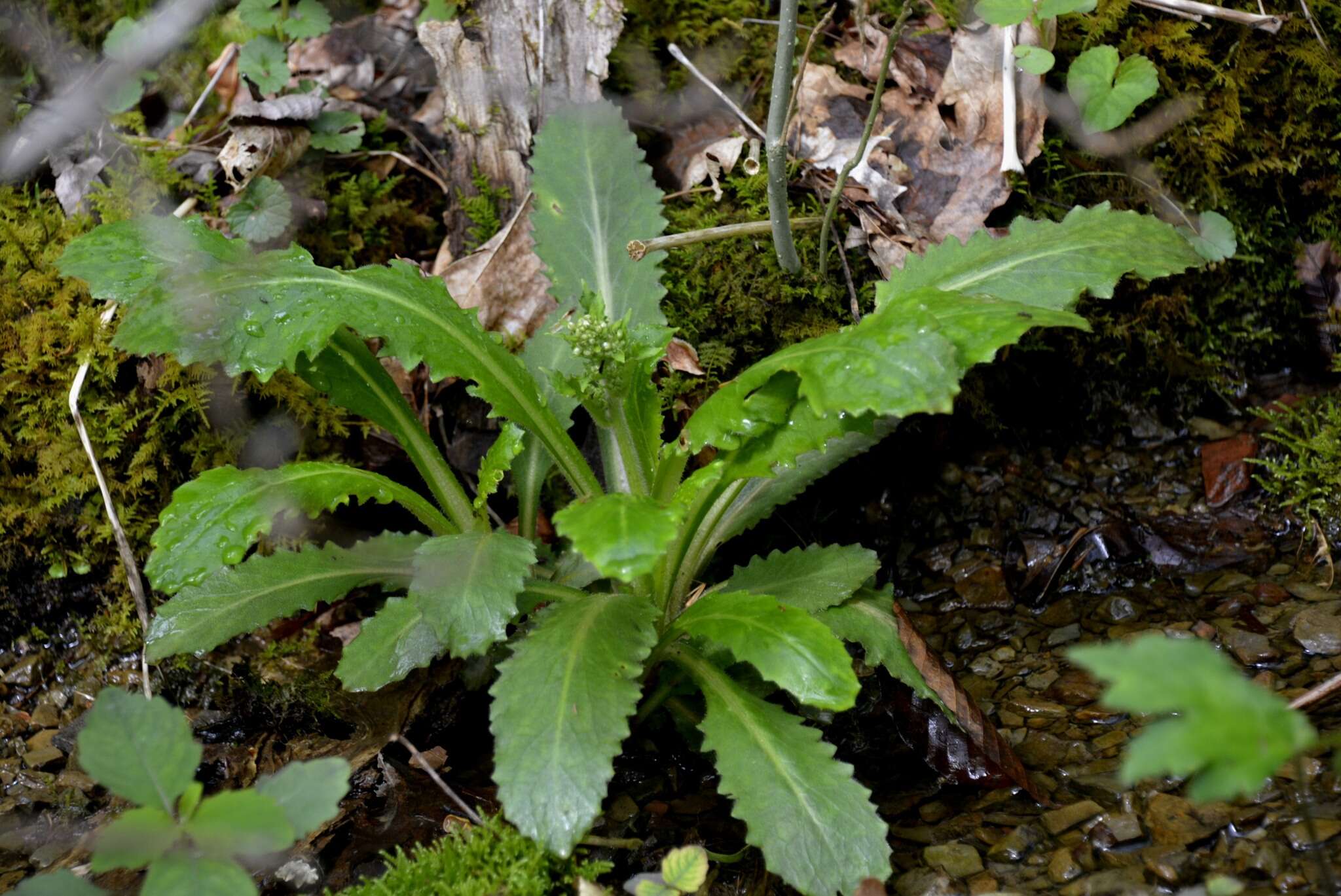 Image of Lettuce-Leaf Pseudosaxifrage