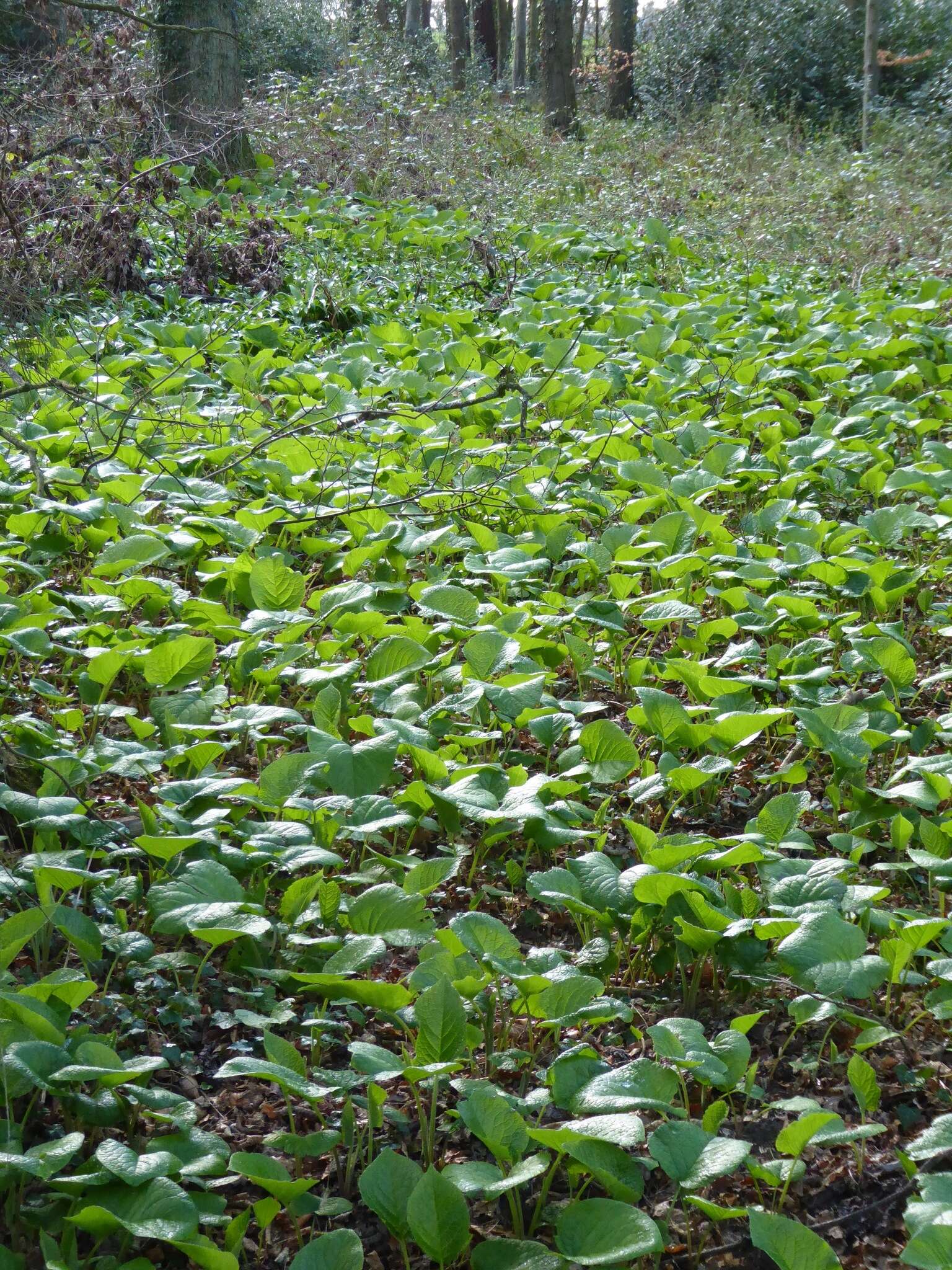 Слика од Trachystemon orientalis (L.) G. Don