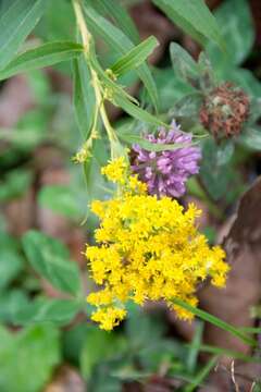 Image de Euthamia graminifolia (L.) Nutt.