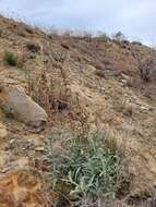 Image of sickle saltbush