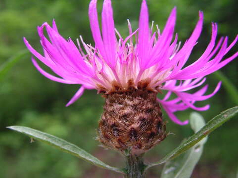 Centaurea decipiens Thuill. resmi