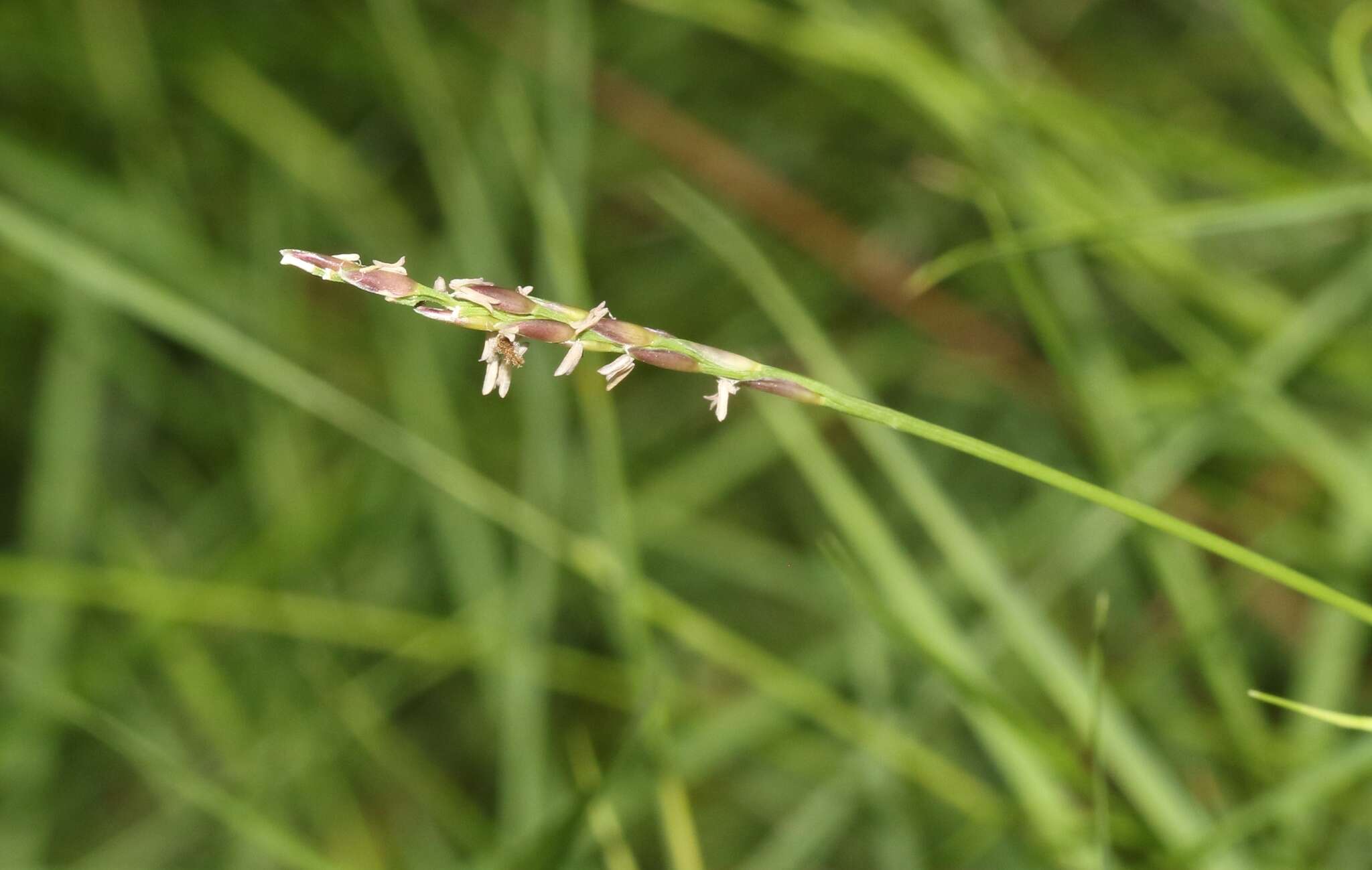 Image of Japanese Zoysiagrass