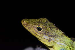 Image of Anolis podocarpus Ayala-varela & Torres-carvajal 2010