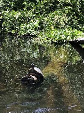 Image of Hispaniolan Slider Turtle