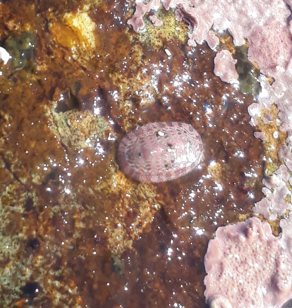 صورة Chiton cumingsii Frembly 1827