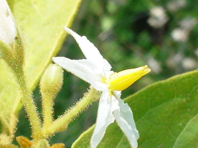 Solanum diversifolium Schltdl.的圖片