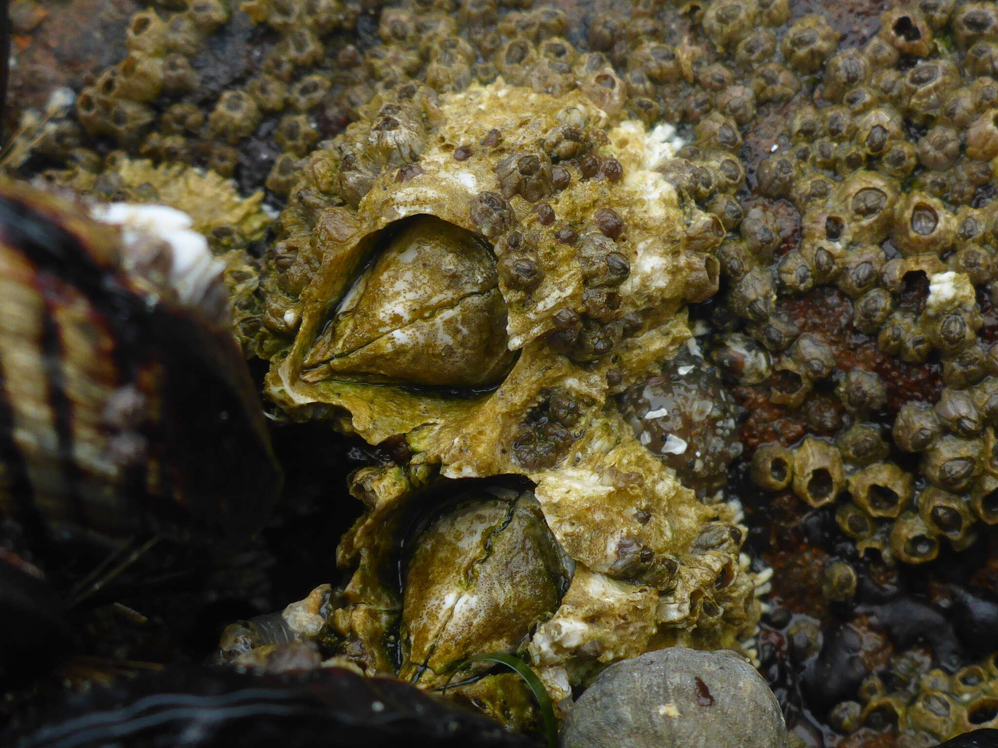 Image of thatched barnacle