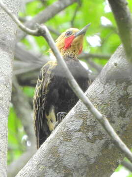 Image of Ochre-backed Woodpecker