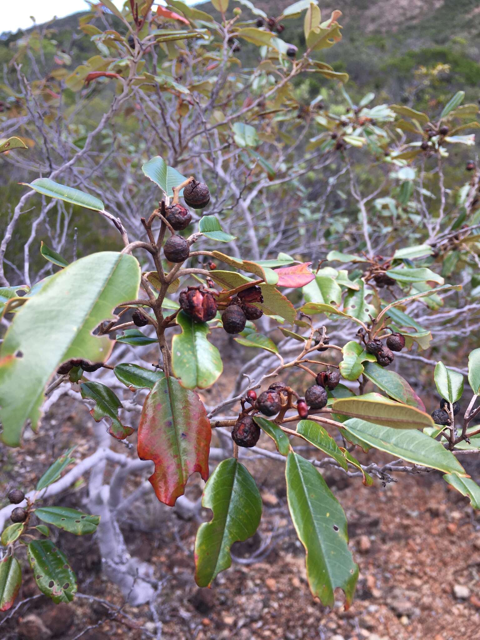 Image de Alphitonia neocaledonica (Schltr.) Guillaum.