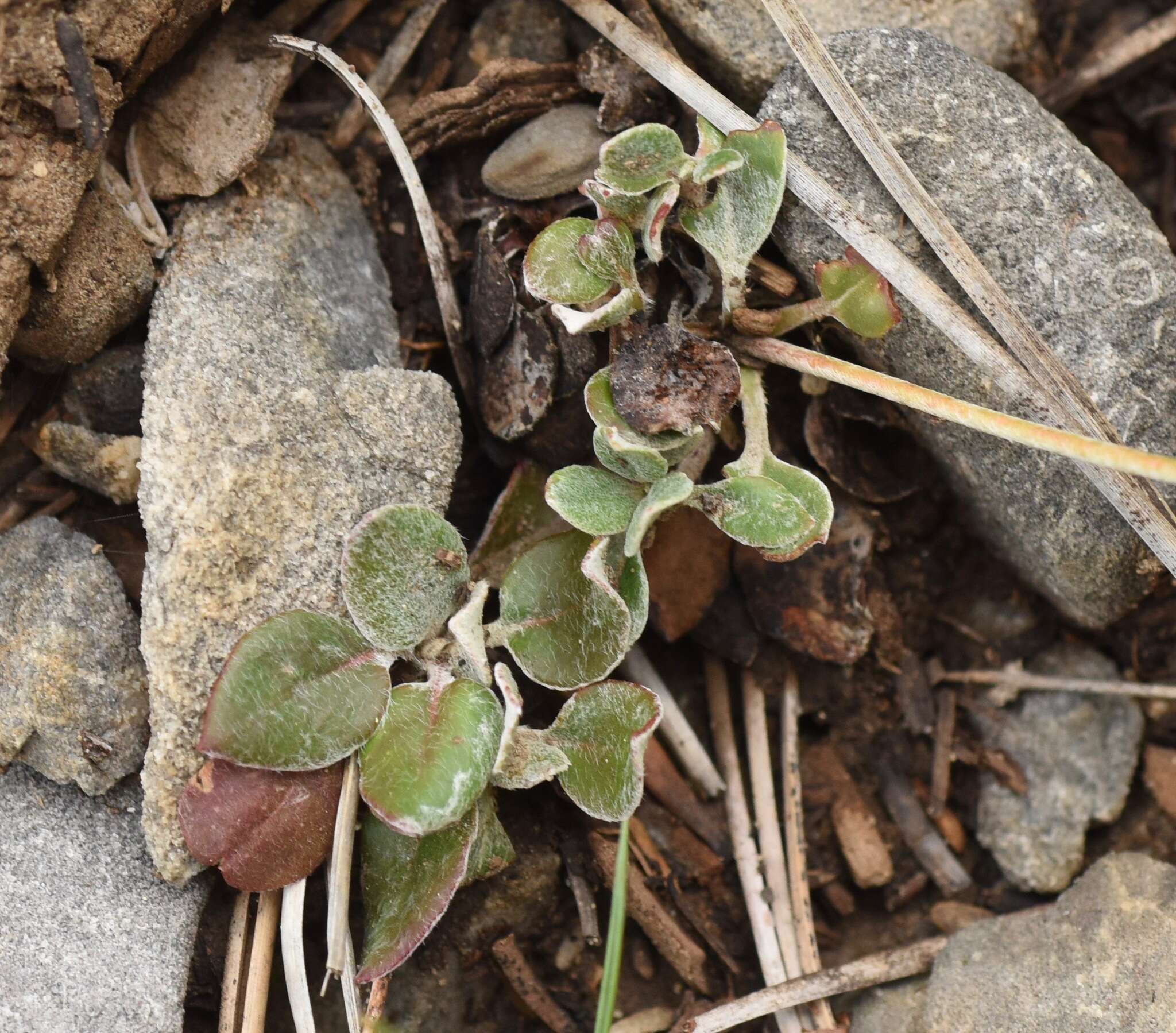 Image of sulphur-flower buckwheat