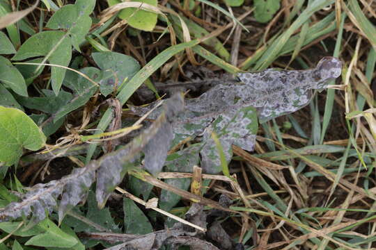 Image of Podosphaera fusca (Fr.) U. Braun & Shishkoff 2000