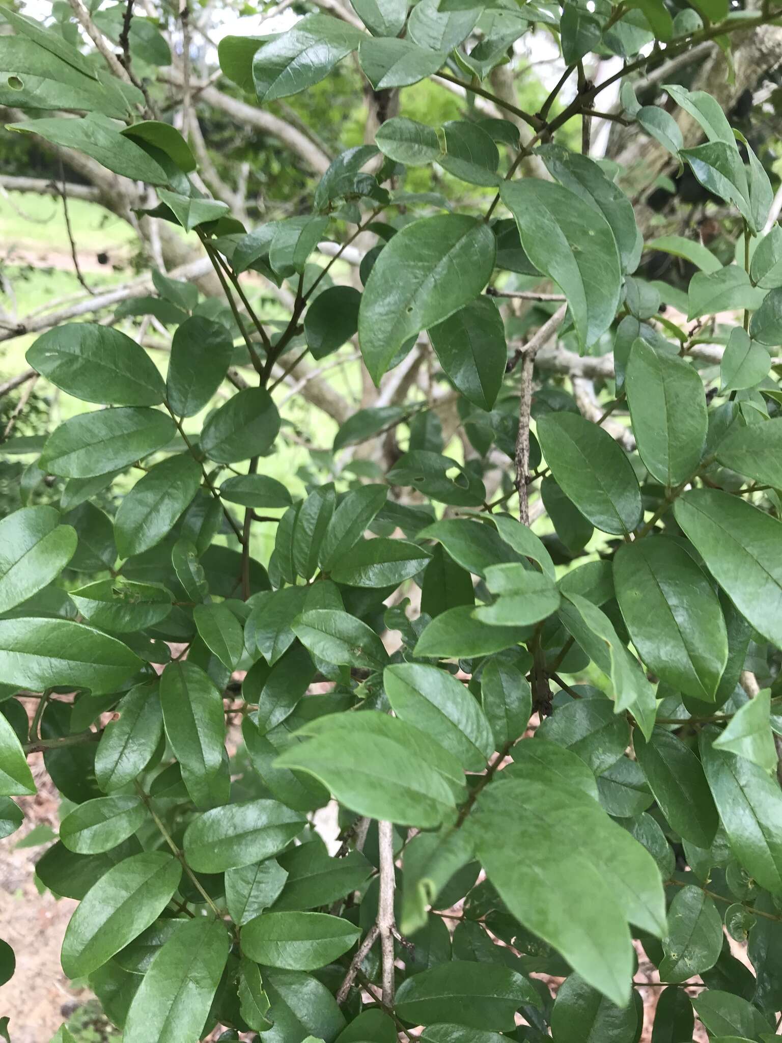 Plancia ëd Andira fraxinifolia Benth.