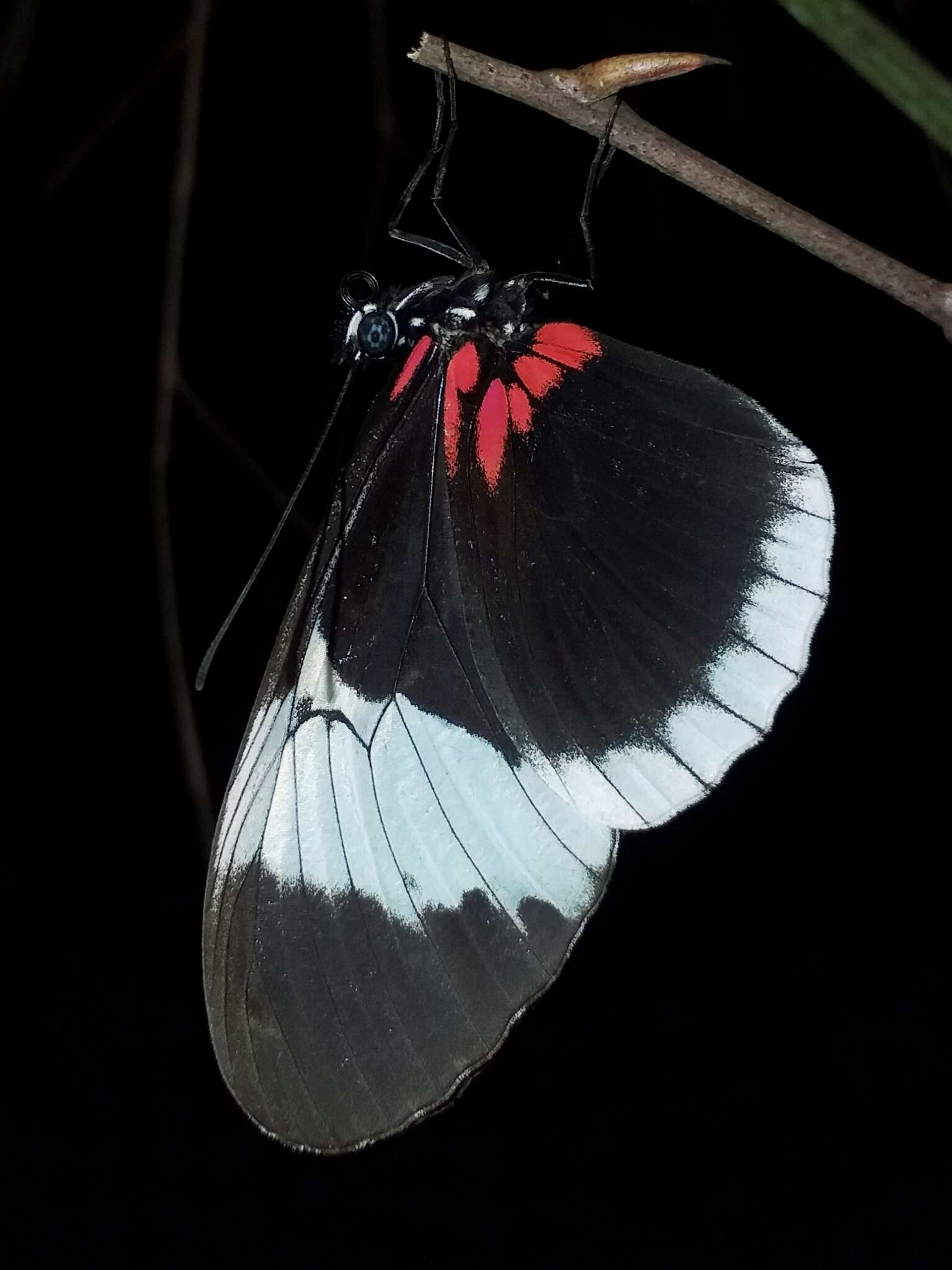 Image of Heliconius sapho Drury 1782