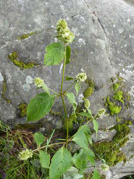 صورة Cyathula capitata Wall. ex Moq.