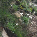 صورة Dianthus basuticus subsp. basuticus