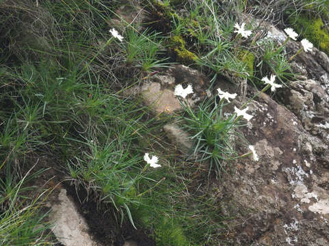 صورة Dianthus basuticus subsp. basuticus