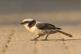 Image of Southern White-crowned Shrike