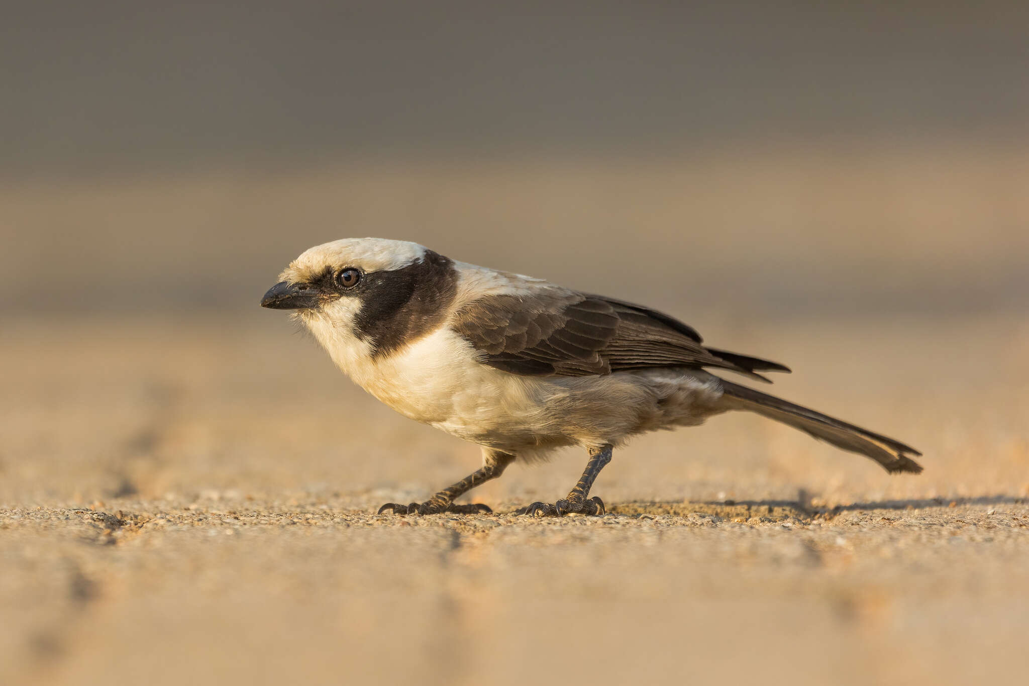 Image of Southern White-crowned Shrike