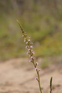 Image of Stylidium graminifolium Sw. ex Willd.