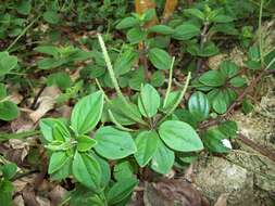 Image of weakstem peperomia