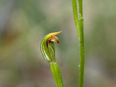 Pterostylis clivosa的圖片