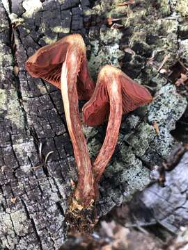 Image of Cortinarius californicus A. H. Sm. 1939