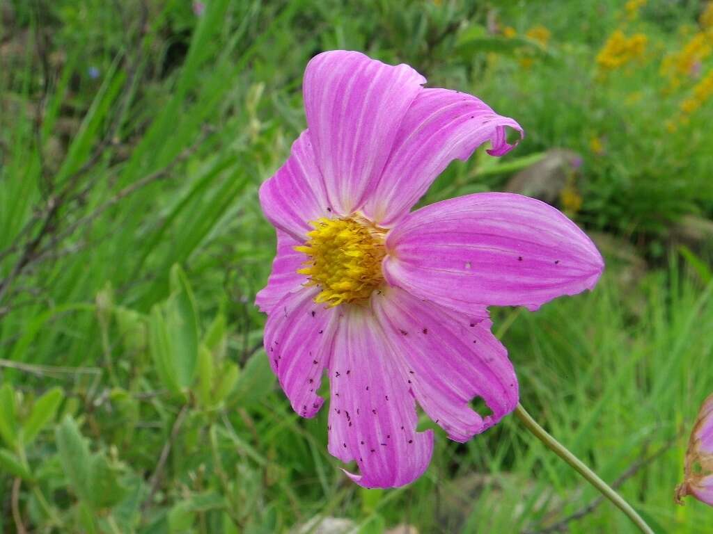 Image of Dahlia sorensenii H. V. Hansen & J. P. Hjerting