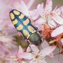 Image of Castiarina malleeana (Carter 1931)