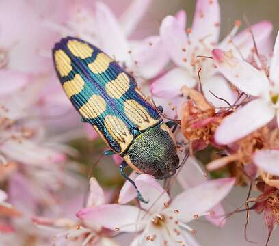 Sivun Castiarina malleeana (Carter 1931) kuva