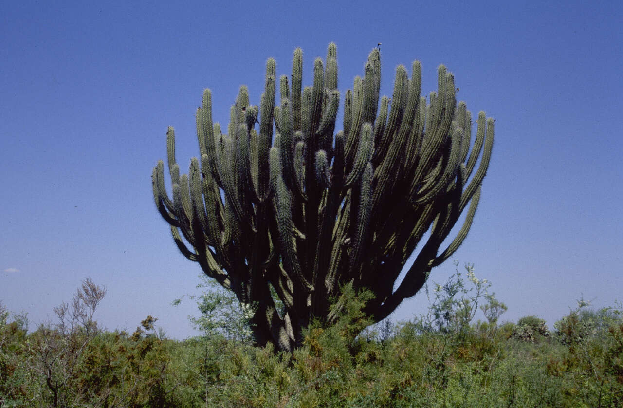 Image of Toothpick Cactus