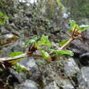 Imagem de Ribes formosanum Hayata