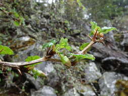 Image of Ribes formosanum Hayata