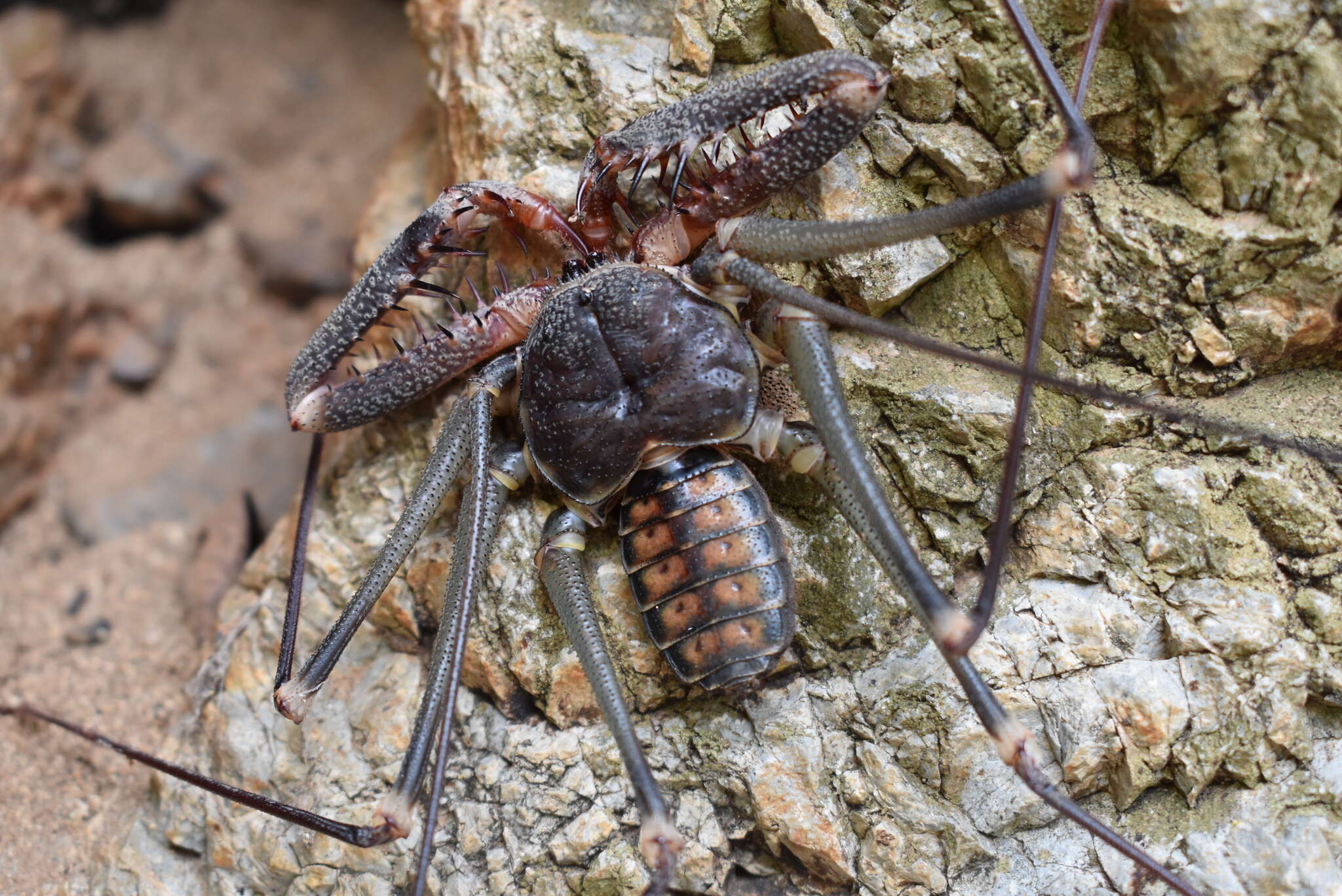 Imagem de Acanthophrynus coronatus (Butler 1873)