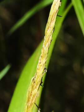 Image of Schweinitz's sedge