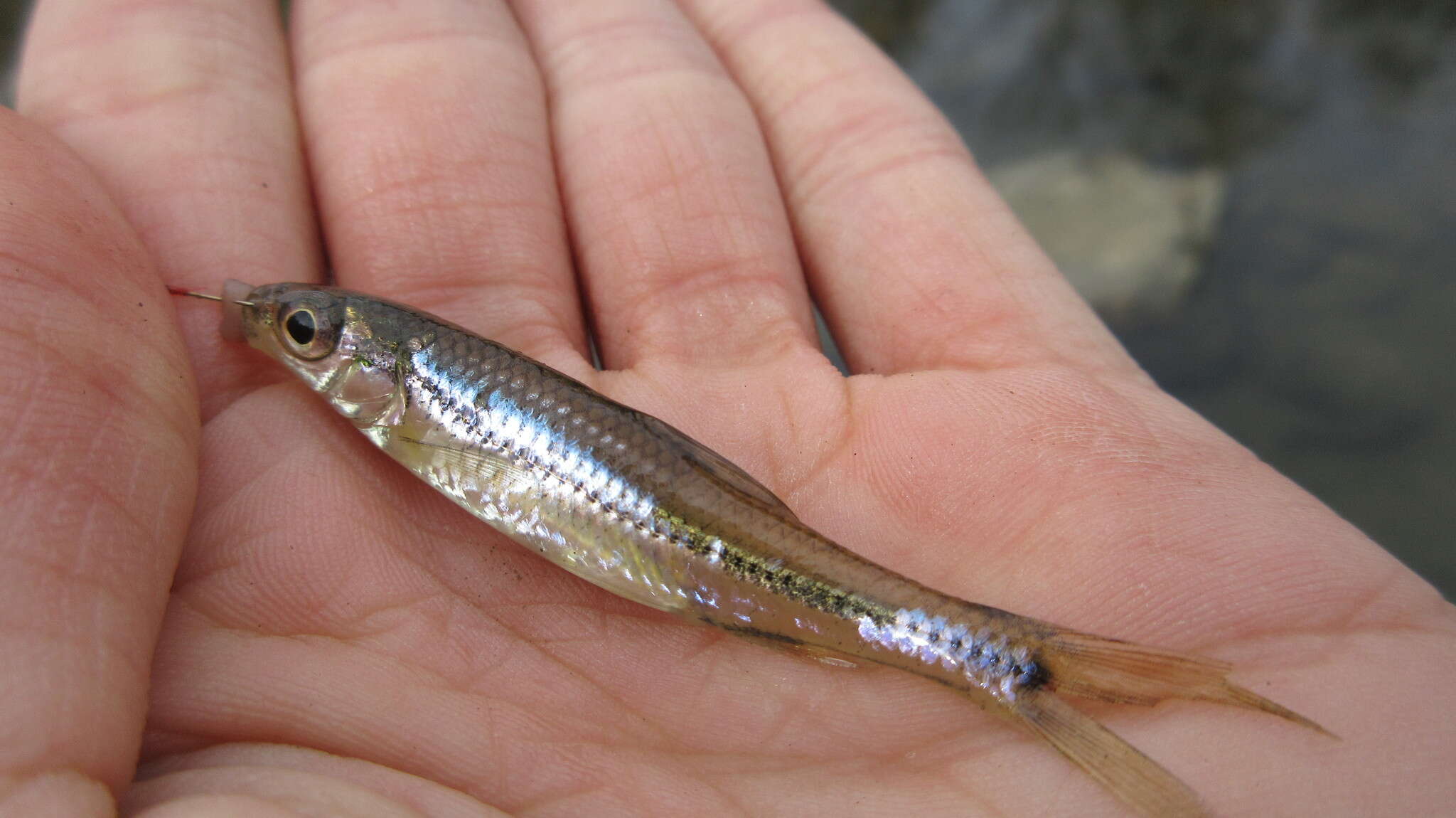 Image of Spottail Shiner