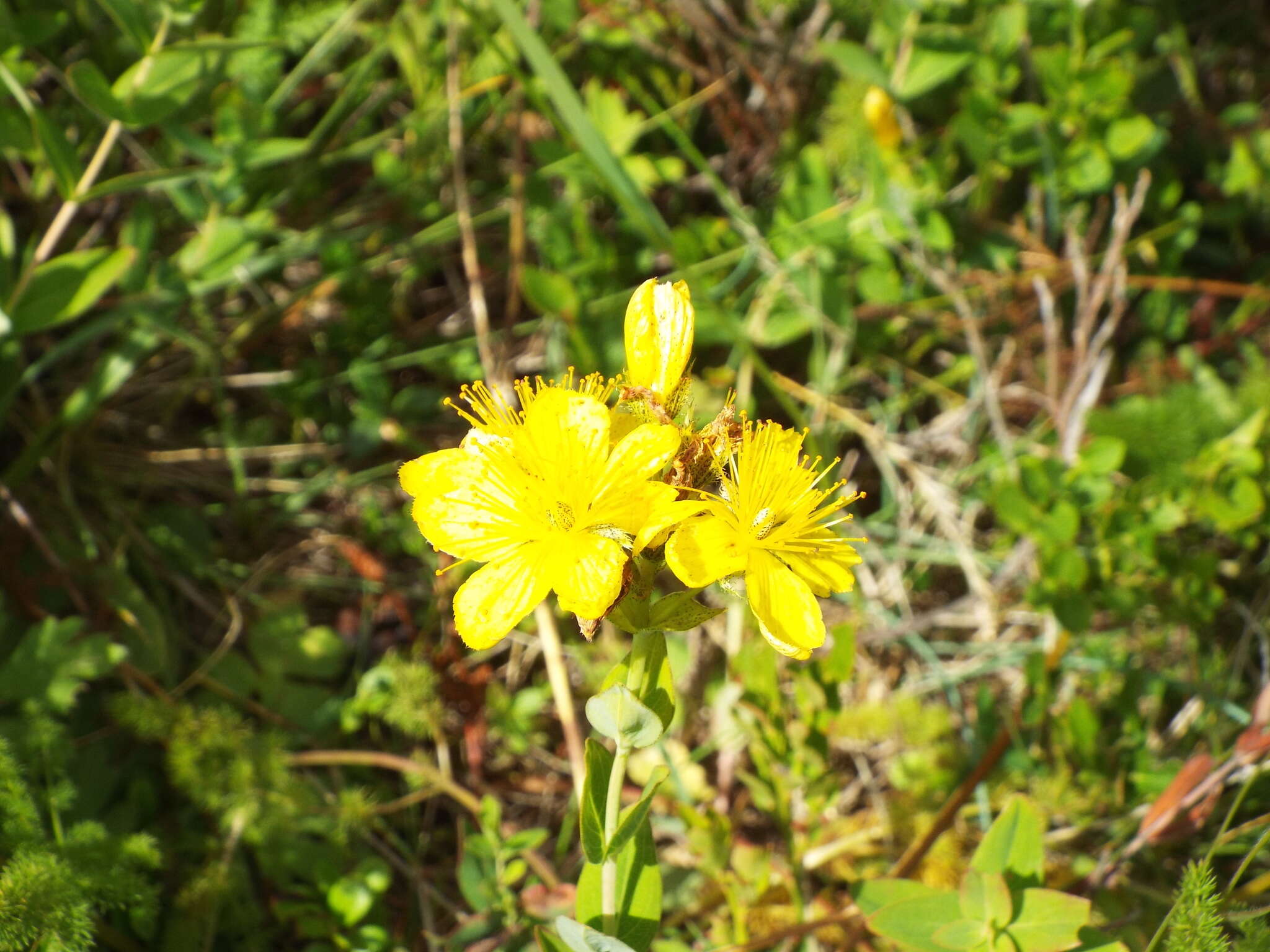 Image of Hypericum richeri subsp. richeri