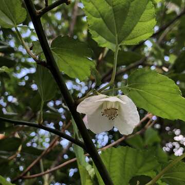 Image of Rubus grayanus Maxim.