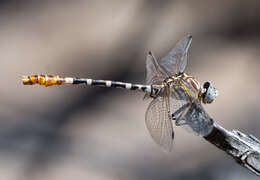 Imagem de Erpetogomphus compositus Hagen ex Selys 1858