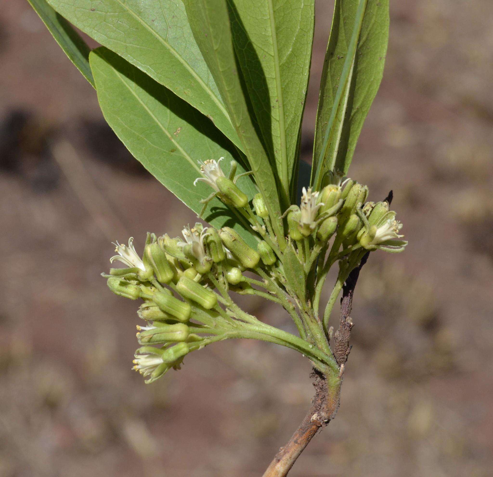 Image of Dichapetalum cymosum (Hook.) Engl.