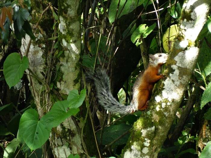 Imagem de Sciurus variegatoides Ogilby 1839