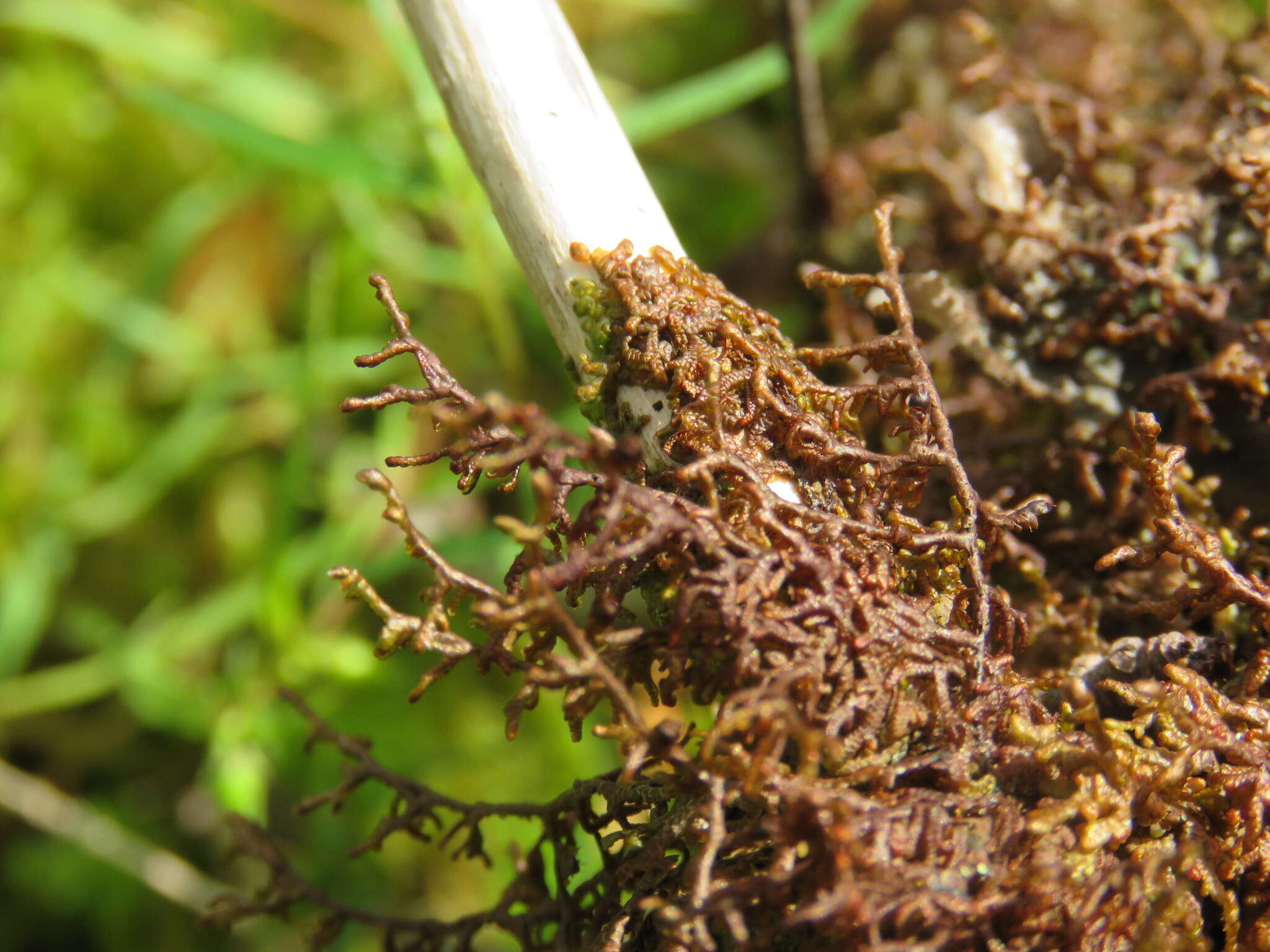 Image of Tamarisk Scalewort