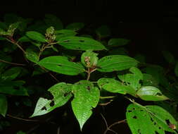 Image de Miconia bracteata (DC.) Triana