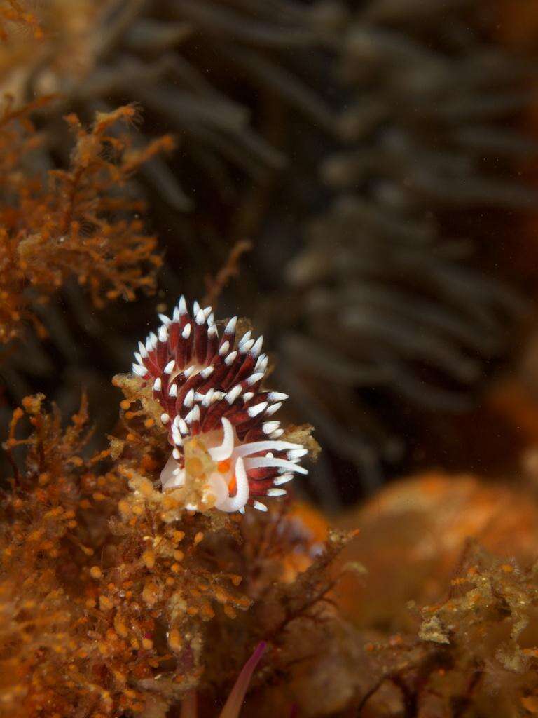 Image de Cratena capensis Barnard 1927