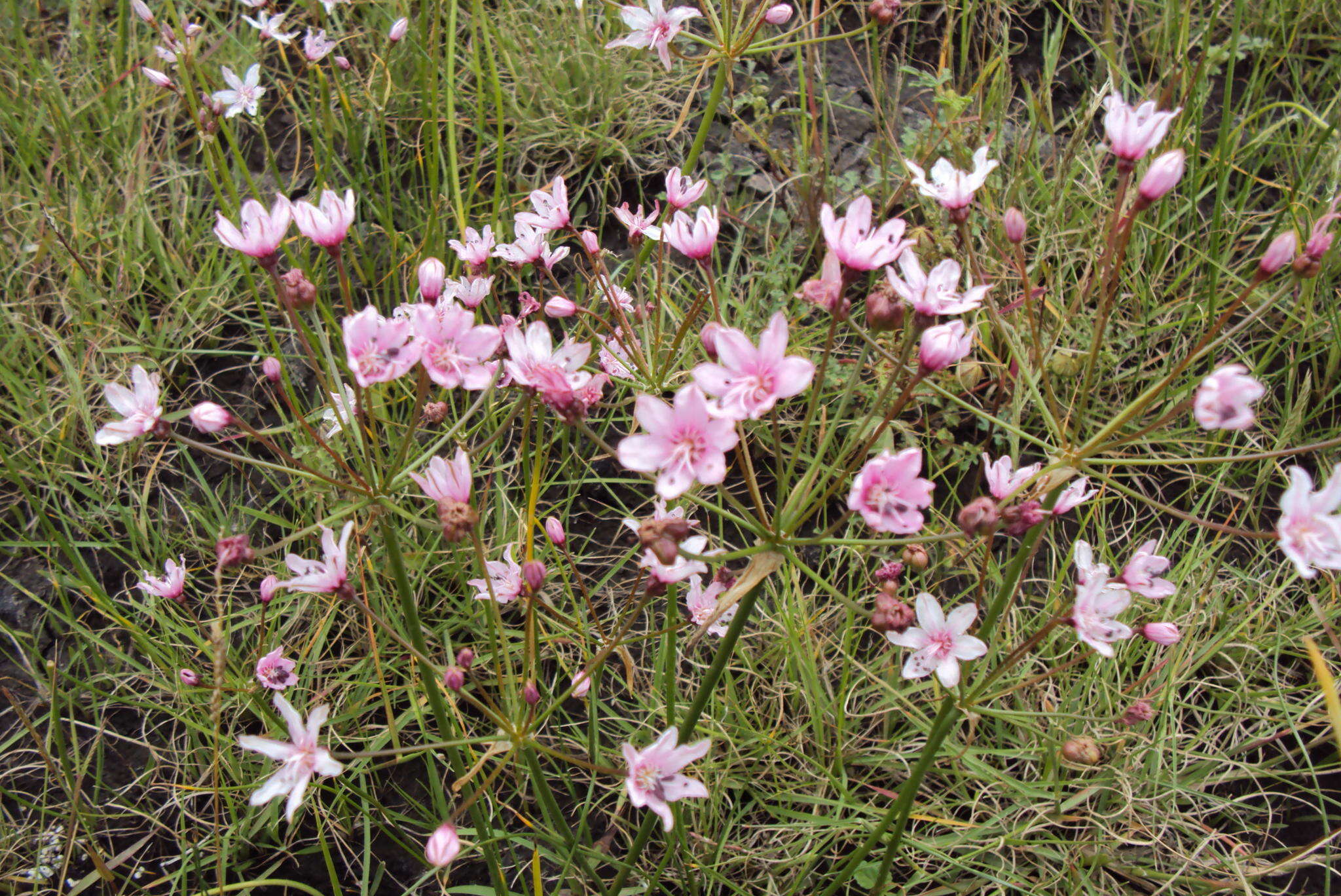 Image of Nerine gracilis R. A. Dyer