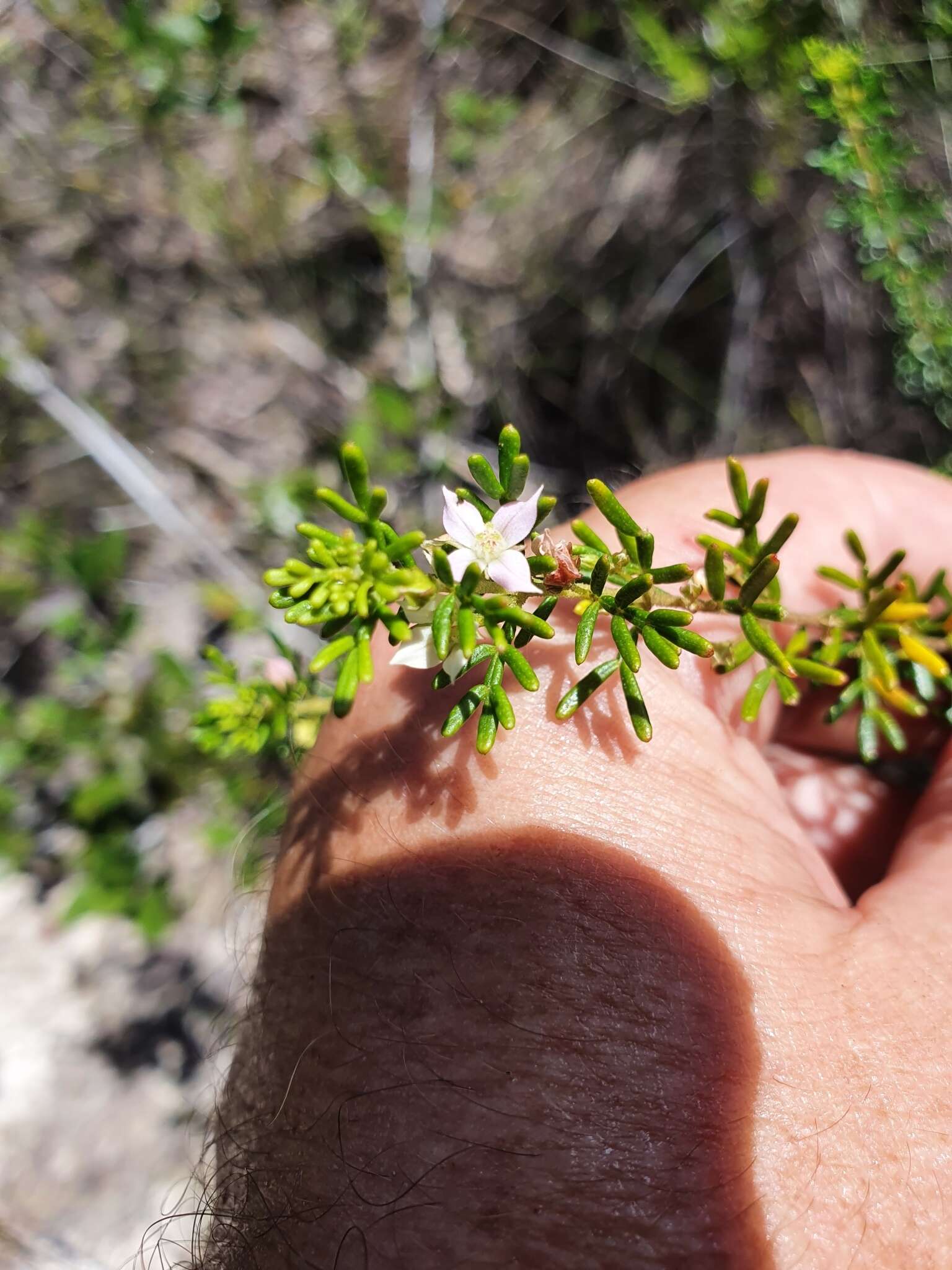 Image de Boronia alulata Soland. ex Benth.