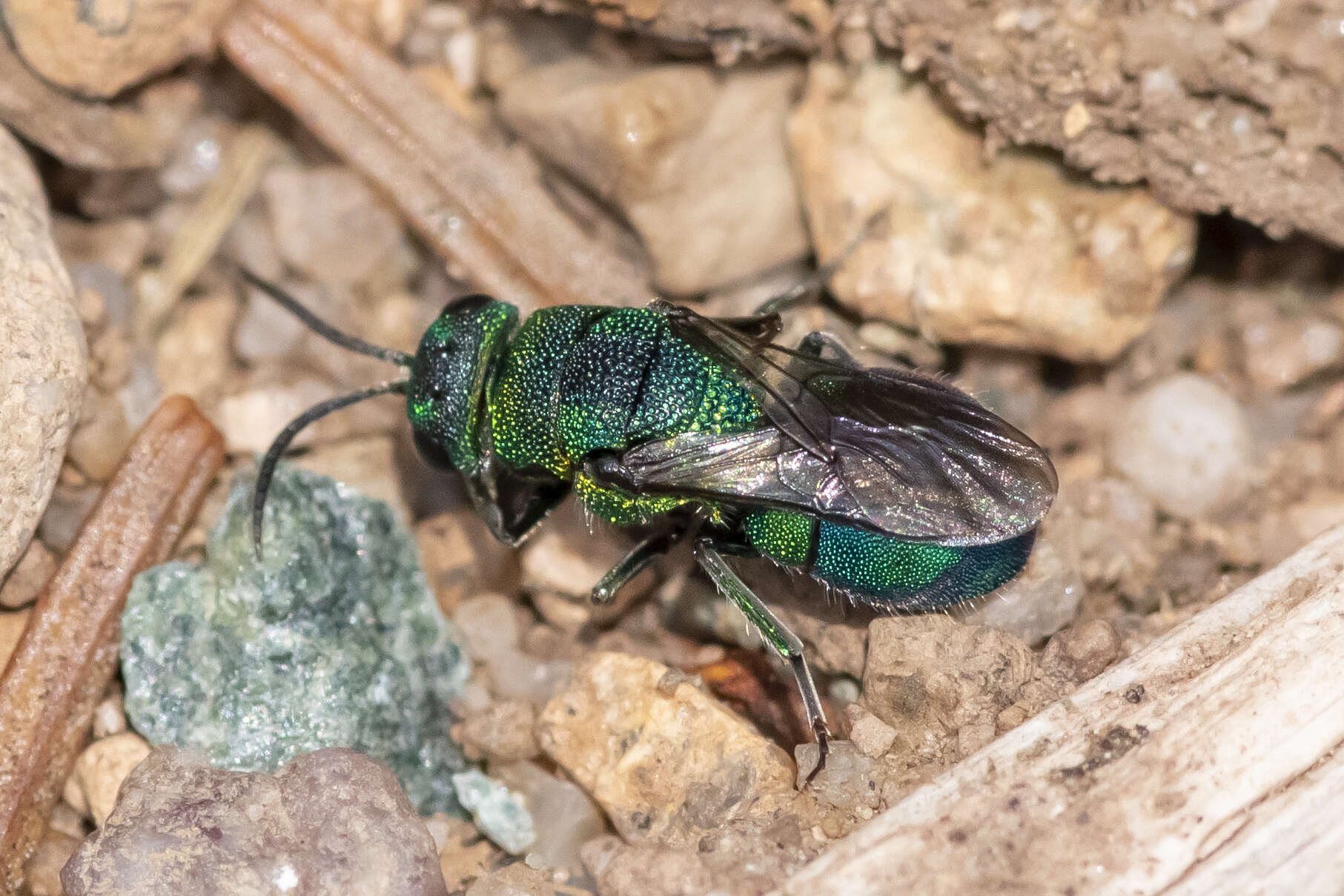 Image of Hedychridium dimidiatum