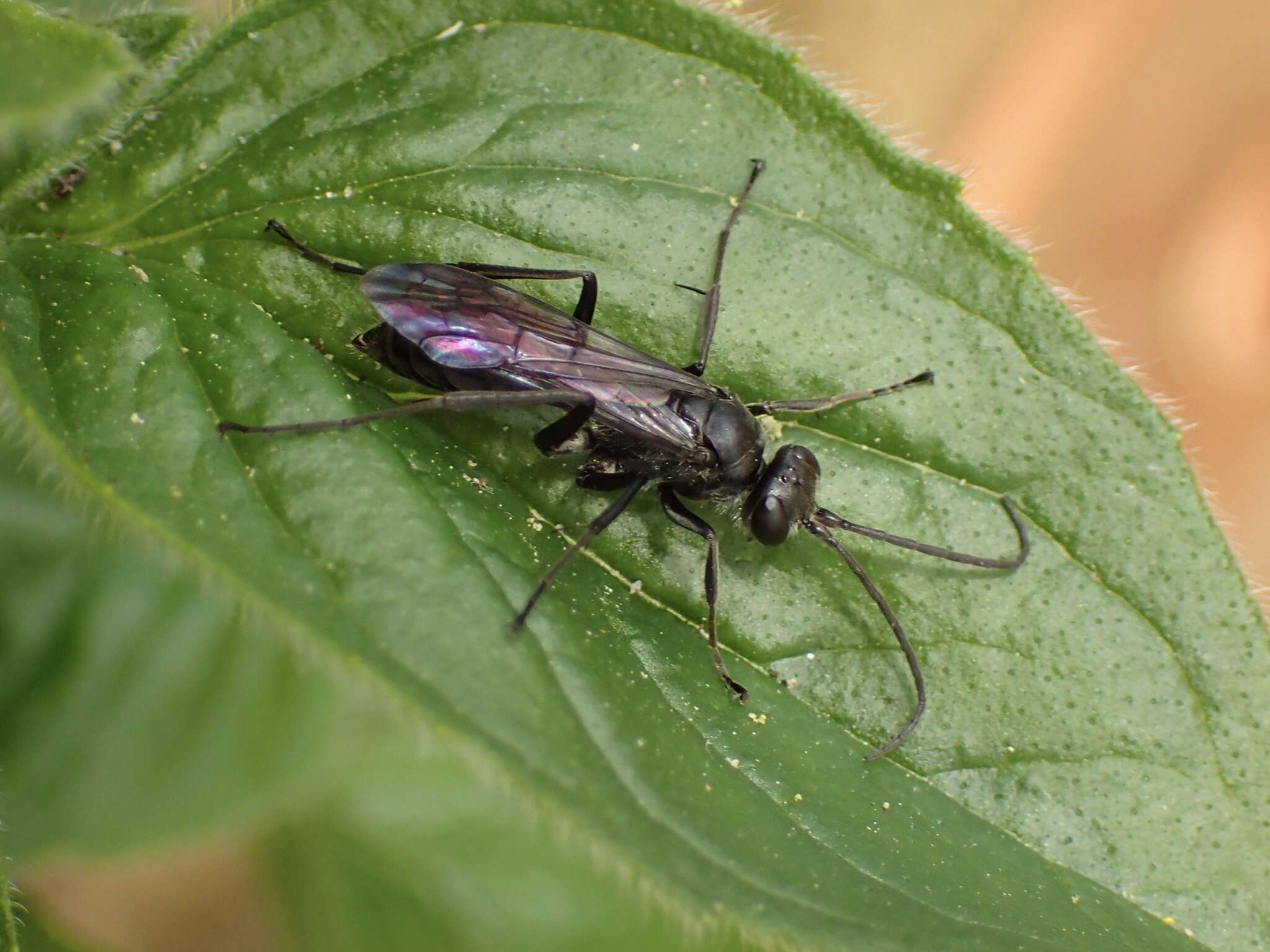 Image of Spider wasp