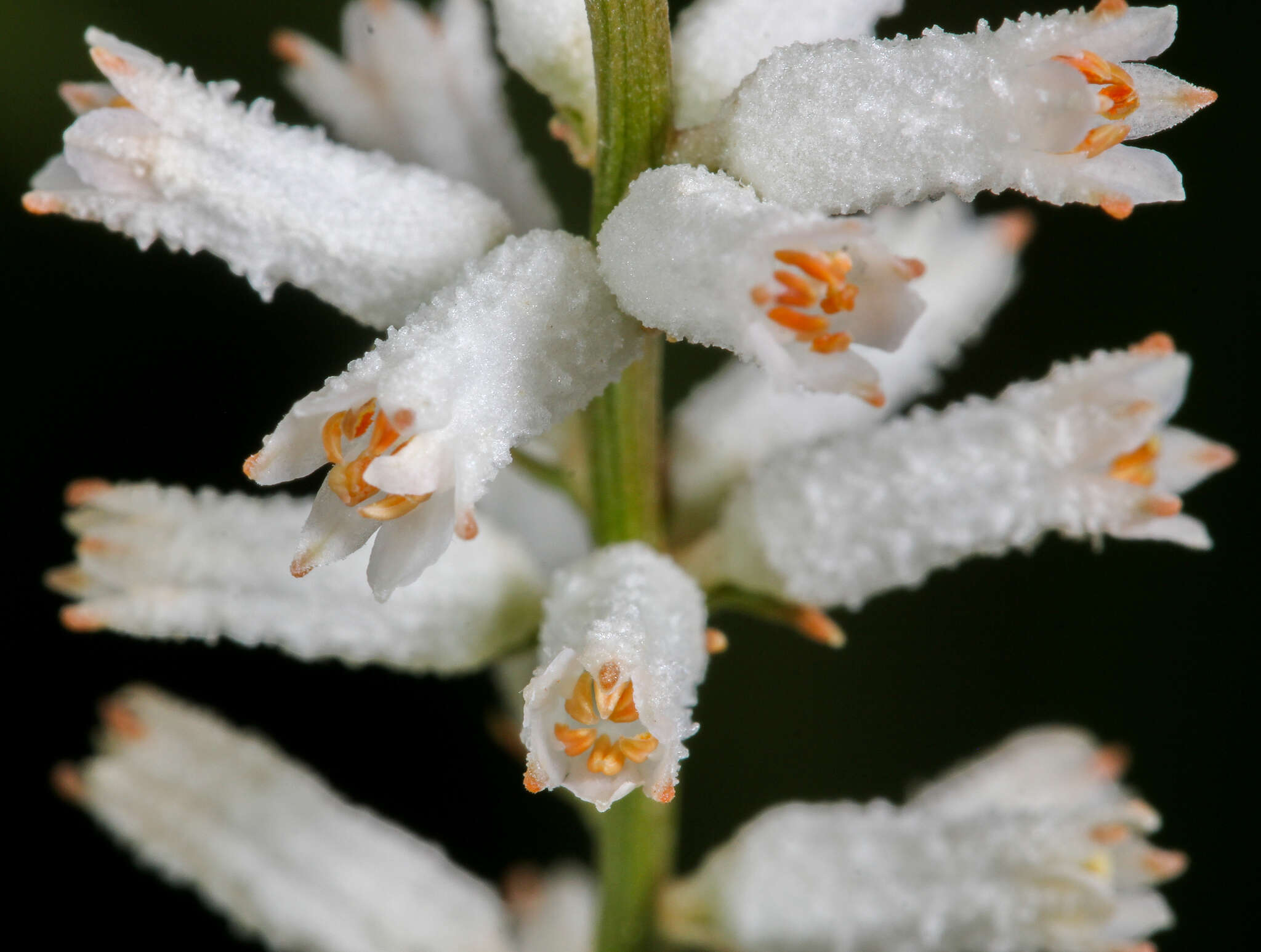 Sivun Aletris farinosa L. kuva