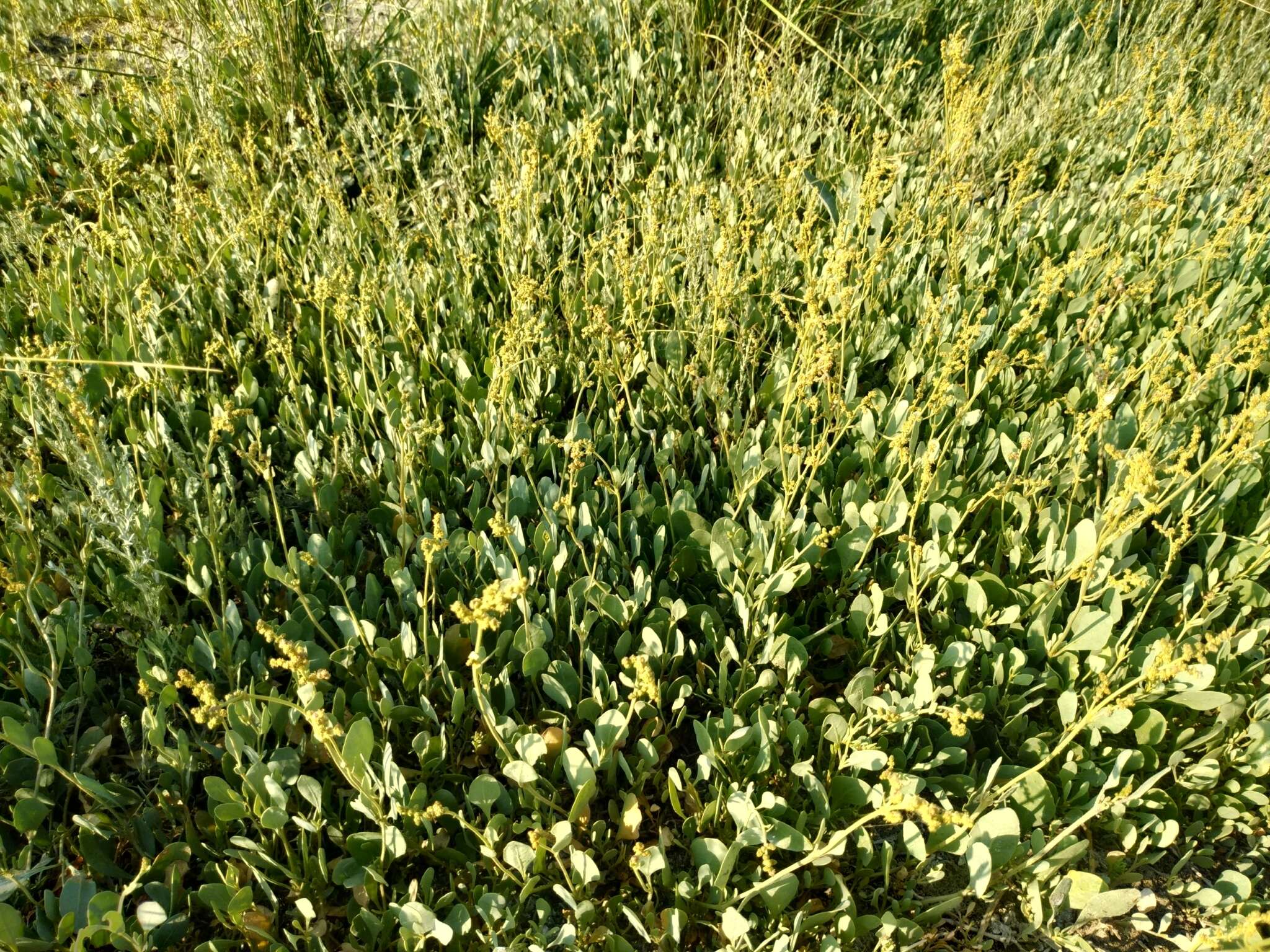 Image of Atriplex verrucifera Bieb.